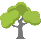 Daphne Tree Removal