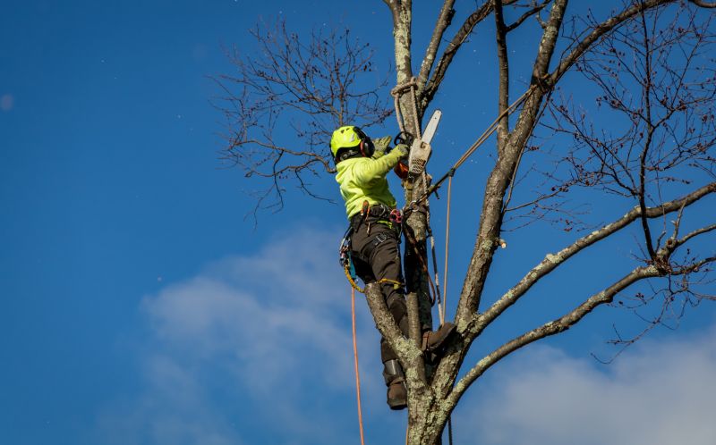 Fall Tree Removals