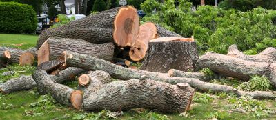 Tree Felling Safety Measures