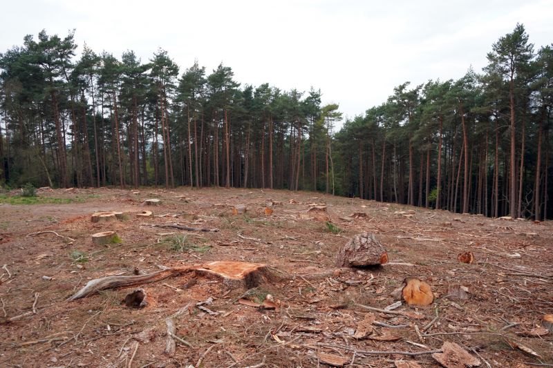 Post-Removal Cleanup