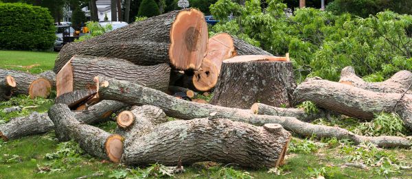 Large Tree Removal in Daphne