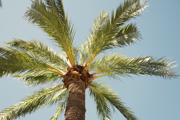 Palm Tree Removal in Daphne