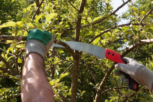 Small Tree Removal in Daphne
