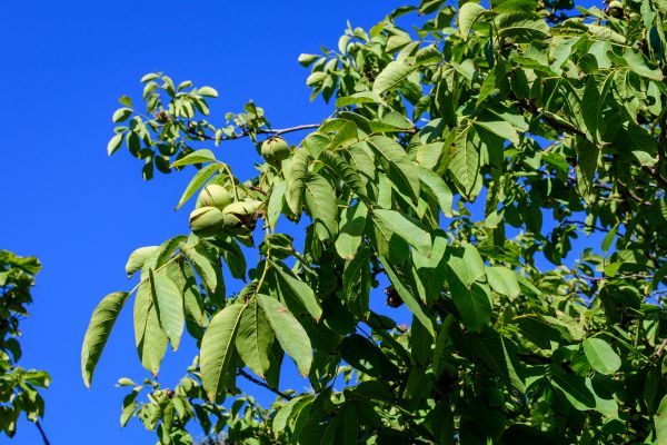 Walnut Tree Removal in Daphne