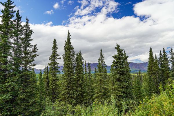Cost of Spruce Tree Removal in Daphne