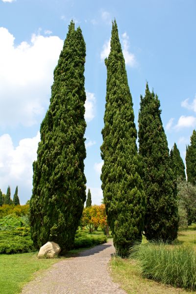 Cypress Tree Removal in Daphne