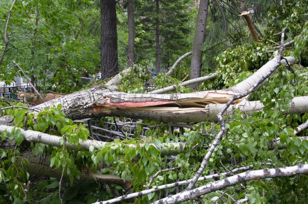 Cost of Birch Tree Removal in Daphne