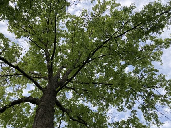 Oak Tree Removal in Daphne