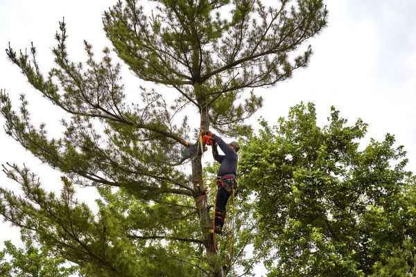 Pine Tree Removal in Daphne