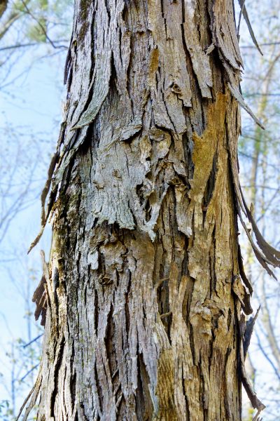 Cost of Hickory Tree Removal in Daphne