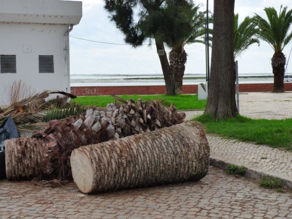 Palm Trees Removal in Daphne