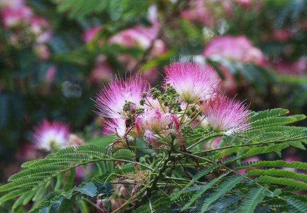Cost of Mimosa Tree Removal in Daphne