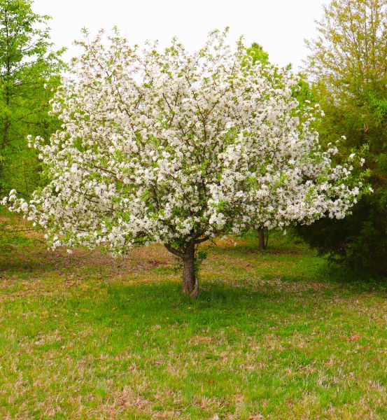 Cost of Dogwood Tree Removal in Daphne