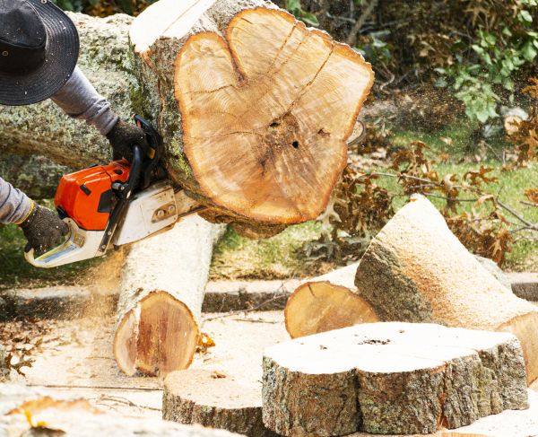 Tree Removal Service in Daphne