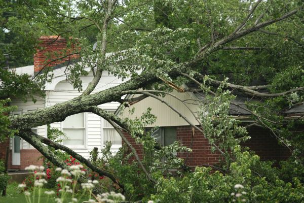 Emergency Tree Removal in Daphne