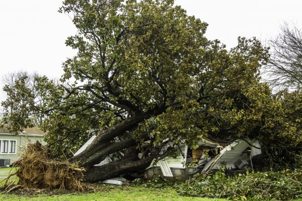 Fallen Tree Removal in Daphne