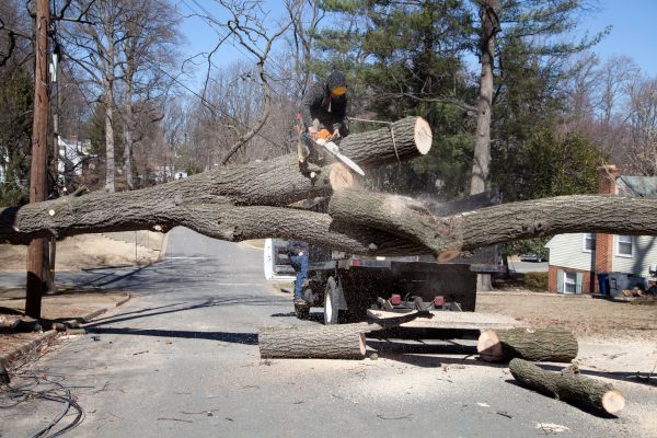 Residential Tree Removal in Daphne