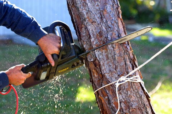 Dead Tree Removal in Daphne